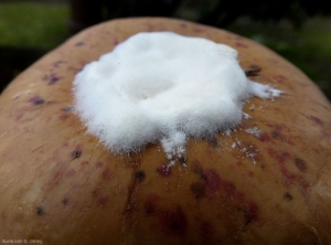 On distingue bien une dense colonie mycélienne blanche sur cette partie de fruit pourrie. <b><i>Fusarium </i>  sp. </b> (pourritures  des fruits à Fusarium, Fusarium fruit rot)