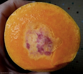 Les tissus internes de cette courge  envahi par un <b><i>Fusarium </i>  sp. </b> ont pris une teinte rougeâtre assez caractéristique. (pourritures  des fruits à Fusarium, Fusarium fruit rot)