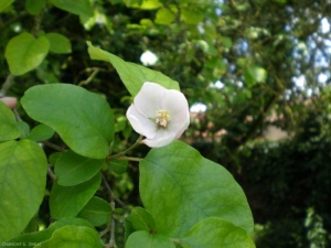 cydonia-fleur