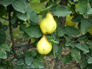 cydonia-fruit