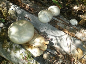 lentinus-tigrinus