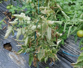 Détail de l'aspect des feuilles basses qui sont chlorotiques, nécrotiques ; certaines ont flétri et se sont nécrosées. <i><b>Pyrenochaeta lycopersici</b></i> (racines liégeuses, corky root)