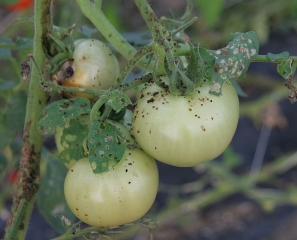 De nombreuses chiures brunes à noires confirment la présence de larves de <b>Papillons de nuit</b> sur ces fruits verts de tomate. (noctuelles)