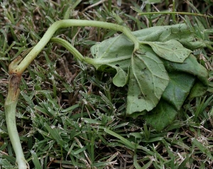 Ce jeune plant de melon greffé a flétri ; il présente un chancre au niveau du point de greffe. <i><b>Didymella bryoniae</b></i> (chancres gommeux sur tige, gummy stem blight)