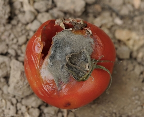 Pourriture molle sur fruit mûre de tomate ; les tissus sont effondrés et recouverts d'une moisissure grise. <b><i>Botrytis cinerea</i></b> (moisissure grise, grey mold)