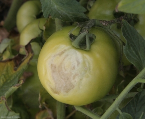 <b>Brûlures solaires</b>  sur la face de ce fruit vert la plus exposée au soleil. (sunscald, sun burn)