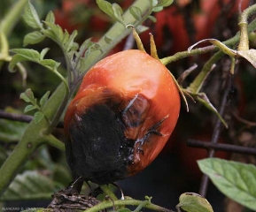 Un <b><i>Alternaria</i> sp.</b> opportuniste s'est installé à l'extrémité d'un fruit mûr. Les tissus pourris s'effondrent et un velouté noire les recouvre.