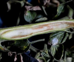 Des altérations internes sont observables dans les vaisseaux et  la moelle de cette tige de la tomate coupée longitudinalement. <b><i>Clavibacter michiganensis</i> subsp. <i>michigansensis</i></b>. (coupe longitudinale, symptômes évolués) (chancre bactérien)