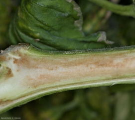 La moelle  de cette tige commence juste à s'altérer. Elle brunit légèrement et d'une façon diffuse par endroits. <b><i>Pseudomonas corrugata</i></b> (moelle noire, tomato pith necrosis)