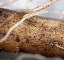 Vue rapprochée à la loupe binoculaire des microsclérotes formés sur les racines  de tomate  par <b><i>Colletotrichum coccodes</i></b>.