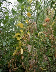 Les feuilles basses finissent par se nécroser. Notez la disposition unilatérale des folioles nécrosées. <b><i>Fusarium oxysporum</i> f. sp. <i>lycopersici</i> </b> (fusariose, <i>Fusarium</i> wilt)