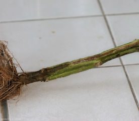 Les vaisseaux sont brun bien au dessus du chancre en forme de flame présent au collet des plantes attaquées par <b><i>Fusarium oxysporum</i> f. sp. <i>radicis-lycopersici</i>.  (FORL)</b> (<i>Fusarium</i> crown and root rot)