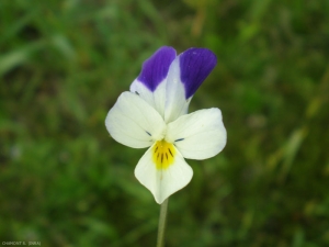 viola-tricolor7