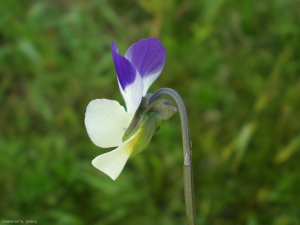 viola-tricolor8