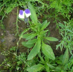 viola-tricolor9