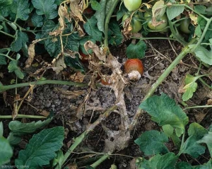 <i><b>Thanatephorus cucumeris</b></i> s'est attaqué aux feuilles en contact avec le sol et les a fait pourrir.