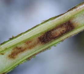 Brunissement et altération débutants de la moelle d'une tige de tomate coupée longitudinalement. <b><i>Pseudomonas corrugata</i></b> (moelle noire)