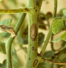 Détail de lésions d'alternariose sur tige et pétioles de tomate. Noter également les motifs concentriques. <i><b>Alternaria tomatophila</b></i> (alternariose, early blight)