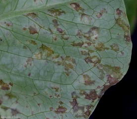 Détail de lésions graisseuses et orangées à la face inférieure du limbe d'une laitue. <b>Agent des anneaux nécrotiques de la laitue</b> (<i>Lettuce ring necrosis agent</i>, LRNA) (maladie des taches orangées)