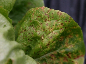 Détail de petites lésions chlorotiques et nécrotiques visibles à la face supérieure du limbe. <b>Agent des anneaux nécrotiques de la laitue</b> (<i>Lettuce ring necrosis agent</i>, LRNA)(maladie des taches orangées)