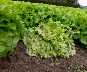 Salade flétrissante et chlorotique affectée par <b><i>Sclerotinia minor </i></b>. (sclerotiniose, <i>sclerotinia</i> drop)