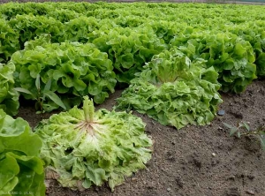 Salades flétrissant plus ou moins à la suite d'une attaque par <b><i>Sclerotinia minor </i></b>. (sclerotiniose, <i>sclerotinia</i> drop)