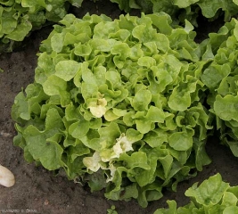 Jaunissement de quelques feuilles situées sur un coté de cette salade. <b>Anomalie génétique</b>