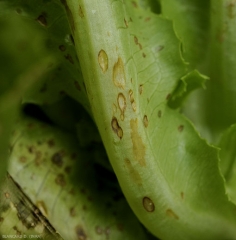Détail de lésions longitudinales chancreuses beigeâtres à brunes sur la nervure principale d'une feuille. <b><i>Cercospora longissima</i></b> (cercosporiose, <i>cercospora</i> leaf spot)