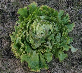 Les brûlures racinaires sont aussi à l'origine de la croissance réduite de cette salade, mais aussi  des jaunissements en bordure des feuilles observés çà et là.  <b>Toxicité ammoniacale</b>