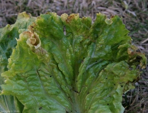 Détail des jaunissements périphériques du limbe. <b>Toxicité ammoniacale</b>