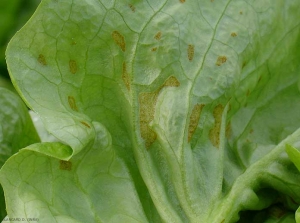 L'épiderme s'est rompu et les tissus du mésophylle, plus protégés, ont pris une coloration orangée. <b>Dégâts dus au gel</b>