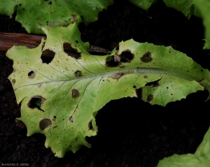 A terme et dans certaines conditions, certaines taches peuvent se fendre et les tissus décomposés disparaître.  <b><i>Cercospora longissima</i></b> (<i>cercospora</i> leaf spot)