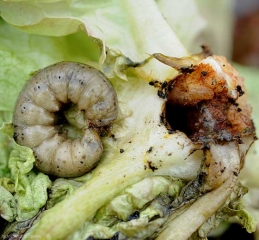 Chenille de <b>ver gris</b>enroulée,  localisée à proximité de la galerie qu'elle a creusée au niveau du collet. Agrotis sp.