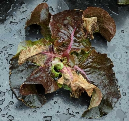 Sur cette salade, c'est le bourgeon qui a été consommé par une chenille de <b>ver gris</b>. Agrotis sp.