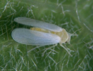 Adulte de <b><i>Bemisia tabaci</i></b> (aleurode, whitefly)