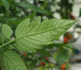 De minuscules taches chlorotiques sont aussi visibles à la face inférieure du limbe de cette foliole  de tomate, celle-ci révèle aussi un aspect plutôt terne. Dégâts d'<b>acariens</b>