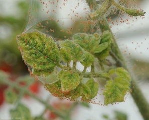Toile soyeuse parsemée de minuscules et nombreux acariens enveloppant une feuille de tomate. Les folioles sont plus petites et chlorotiques. <b><i>Tetranychus urticae</i></b> (acarien tisserand, spider mite)