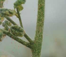 Les <b>acariens</b> sont aussi responsables de minuscules lésions chlorotiques, devenant nécrotiques, sur tiges et sur pétioles de tomate.