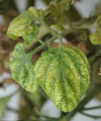 Détail de la face supérieure d'une foliole  de tomate fortement affectée par la pullulation d'<b>acariens</b>.