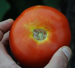Les <b>acariens</b> peuvent s'attaquer aussi aux fruits de tomate. Leurs agissements sont révélés par la présence de petites lésions chlorotiques, ici regroupées, concentrées autour de la zone pédonculaire.