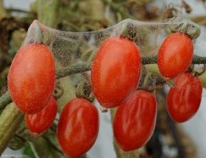 Toile soyeuse parsemée de minuscules et nombreux acariens enveloppant un bouquet de fruits de tomate. Certains d'entre-eux montrent de minuscules lésions jaunes. <b><i>Tetranychus urticae</i></b> (acarien tisserand, spider mite)