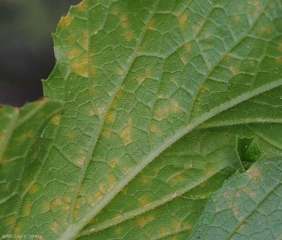 Détail de taches chlorotiques observées à la face inférieure de limbe. Notez qu'elles sont bien délimitées par les nervures et qu'elles présentent une teinte jaune orangée. <i><b>Pseudoperonospora cubensis</b></i> (mildiou, downy mildew)