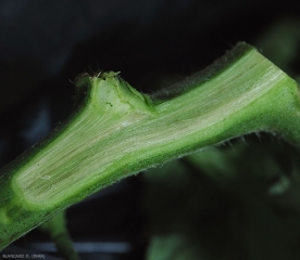 Une coupe longitudinale de la tige révèle des vaisseaux grisâtres à légèrement bruns.  <b><i>Verticillium dahliae</i></b> (verticilliose, <i>Verticillium</i> wilt).