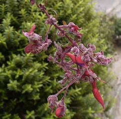 Aculops_fuschia1