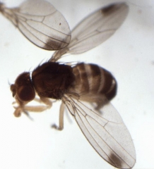 Drosophila suzukii mâle, avec tache noire sur les ailes.
© Hannah Burrack, North Carolina State University,Bugwood.org