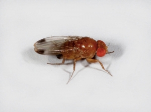 Drosophila suzukii mâle (Californie).
© Martin Hauser Phycus, Licence CC BY 3.0.