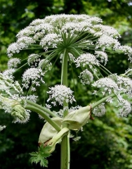 Inflorescence. © Robert Vidéki, Doronicum Kft., Bugwood.org