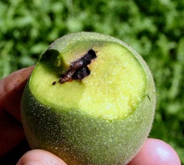 Chenille dévorant un fruit
© F. Marque / UPJ