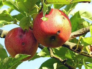 Dégâts visibles sur un fruit au niveau des points d’entrée des chenilles
© INRA