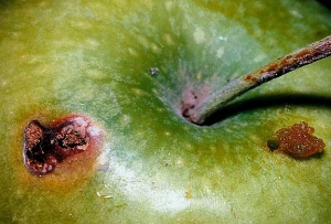 Dégâts visibles sur la face extérieure du fruit
© INRA